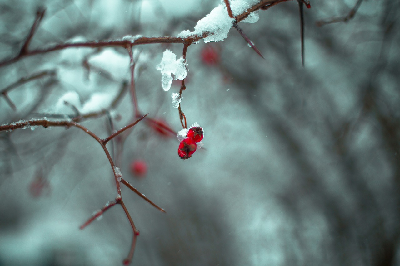 nature branch winter free photo