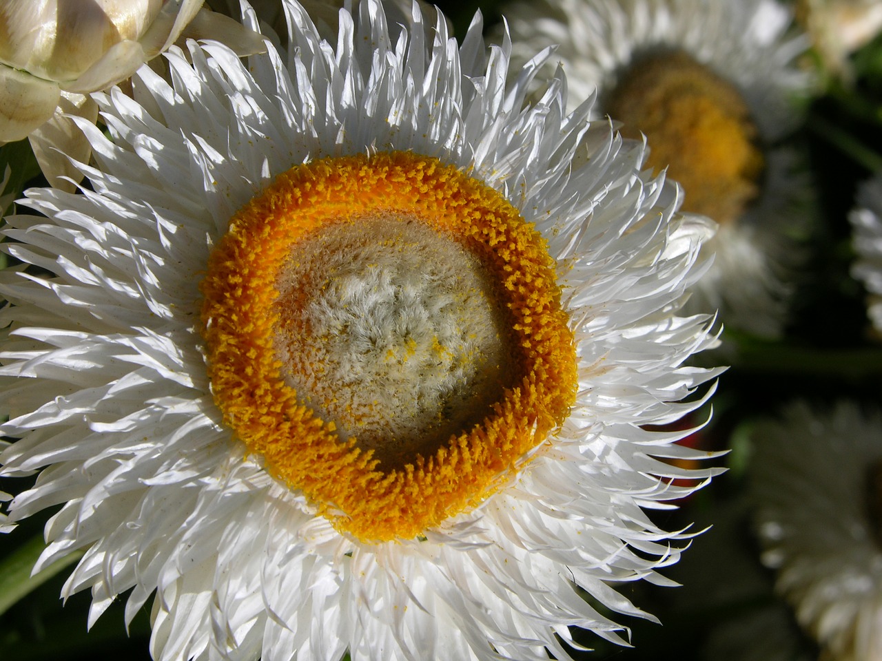 nature flora closeup free photo