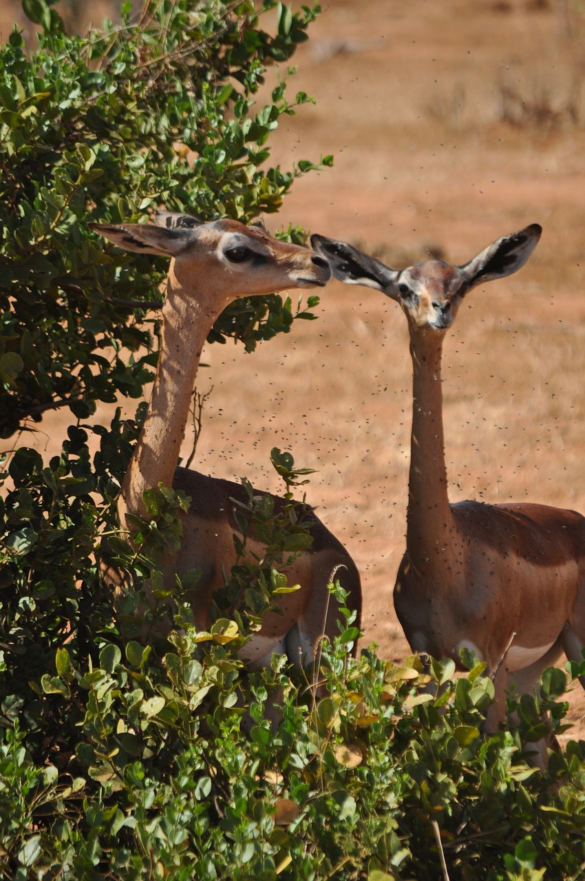 nature animal world tree free photo