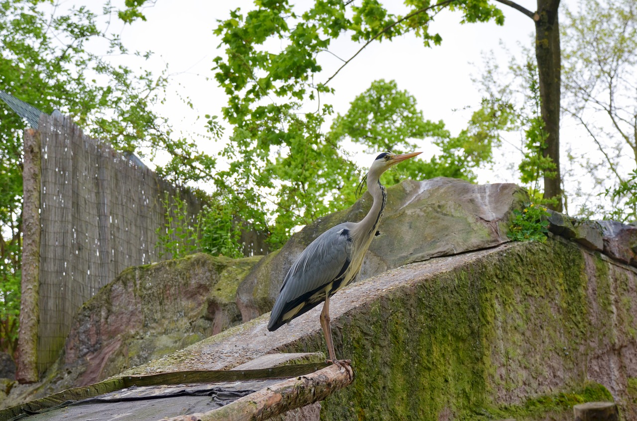 nature tree park free photo