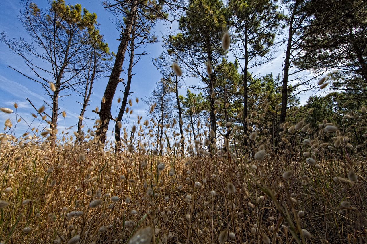 nature landscape wood free photo