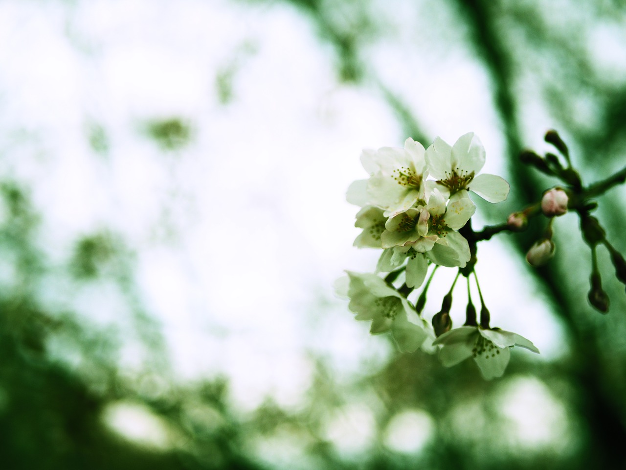 nature plants flowers free photo