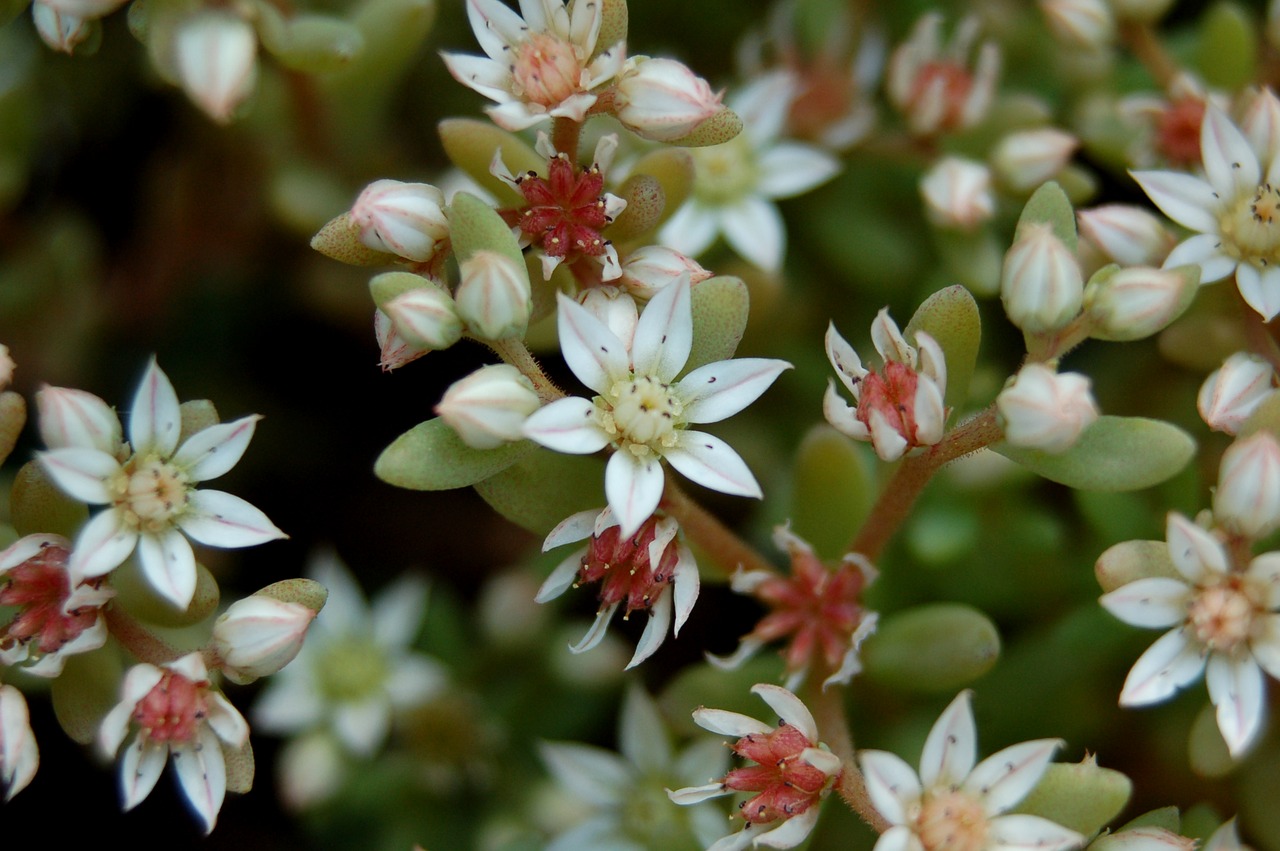 nature flower plant free photo