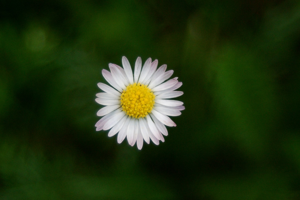 nature plant flower free photo