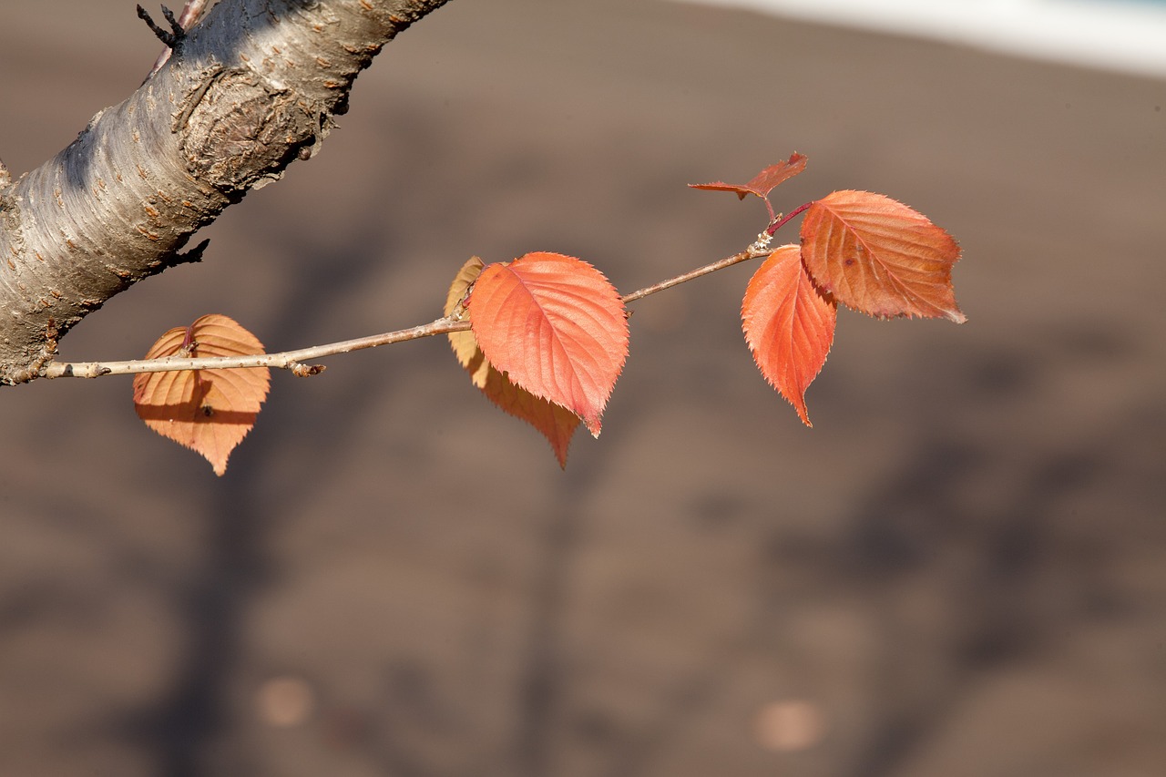 nature leaf wood free photo