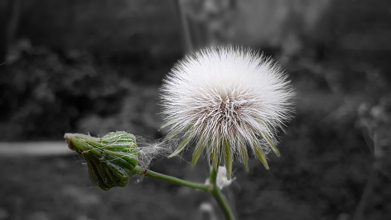 nature outdoors white flower free photo