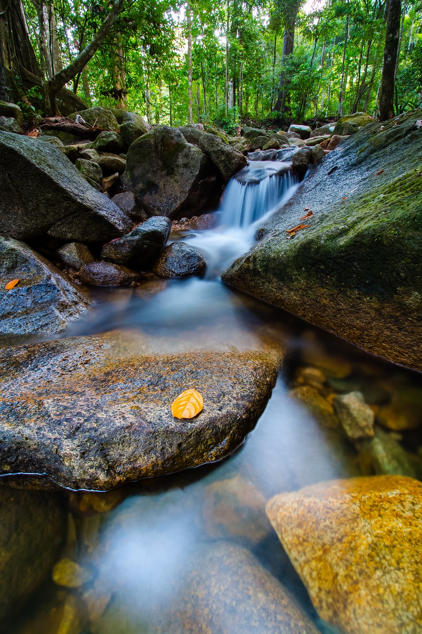 nature water wood free photo