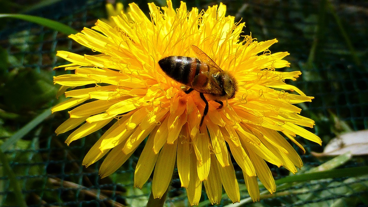 nature flower plant free photo