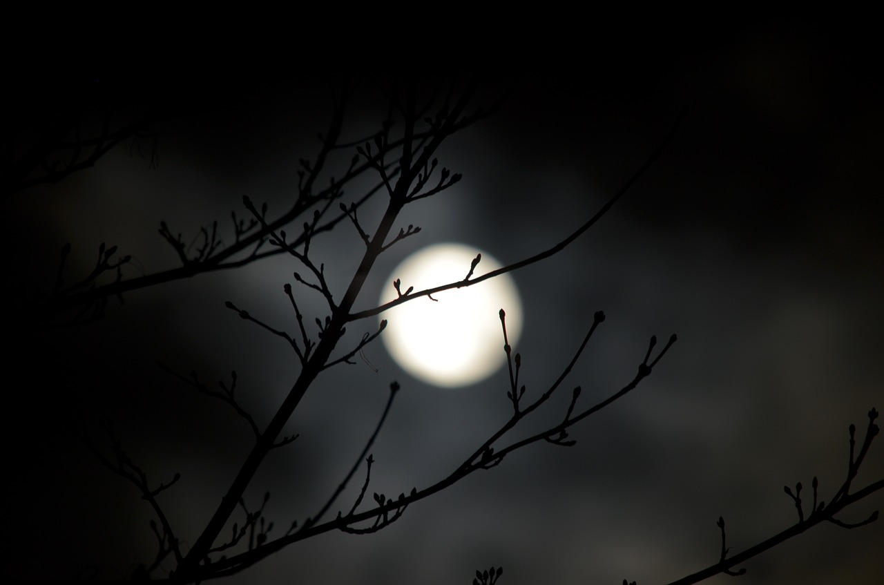 nature darkness tree free photo