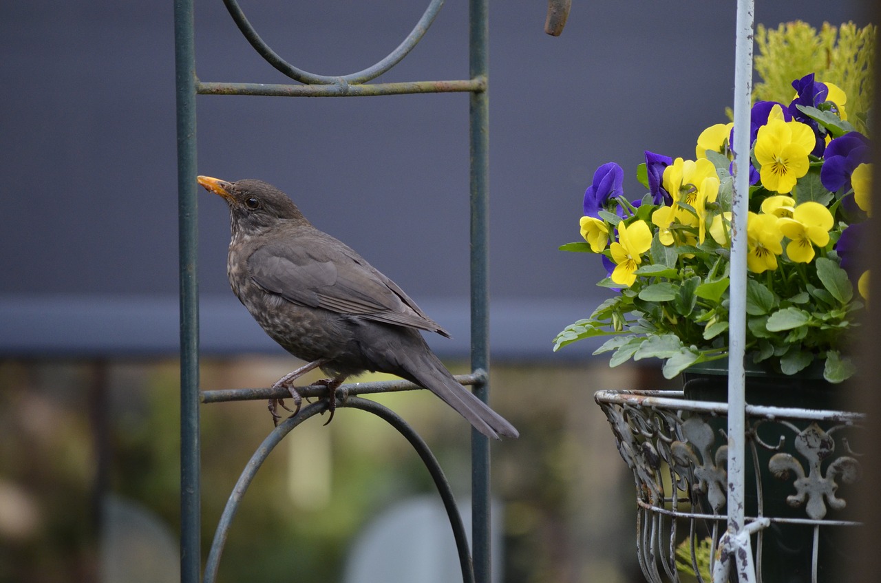 nature garden birds free photo