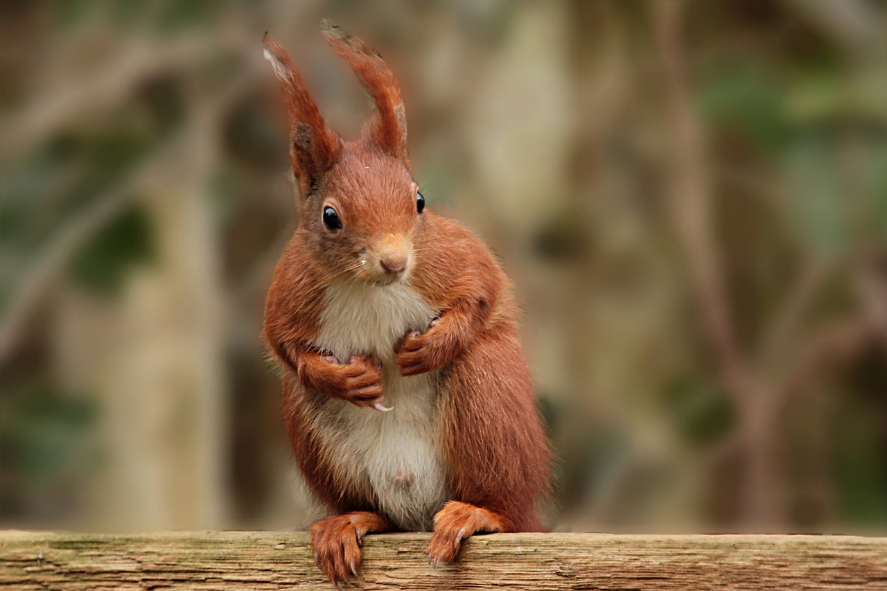 nature animal squirrel free photo