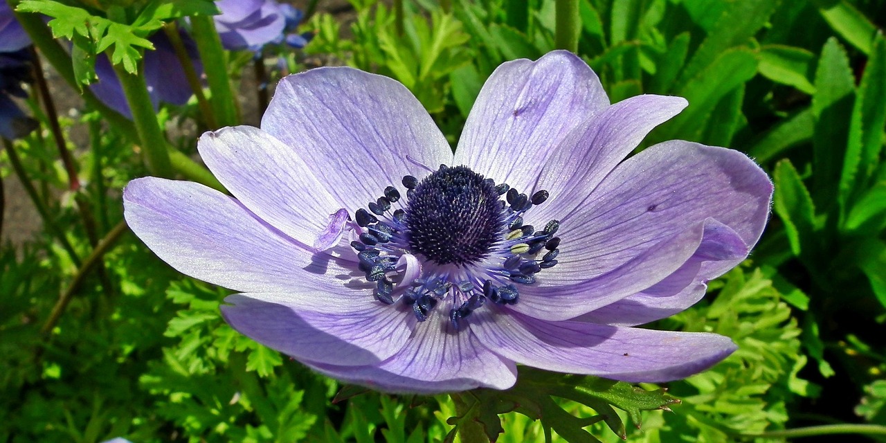 nature flower blue free photo