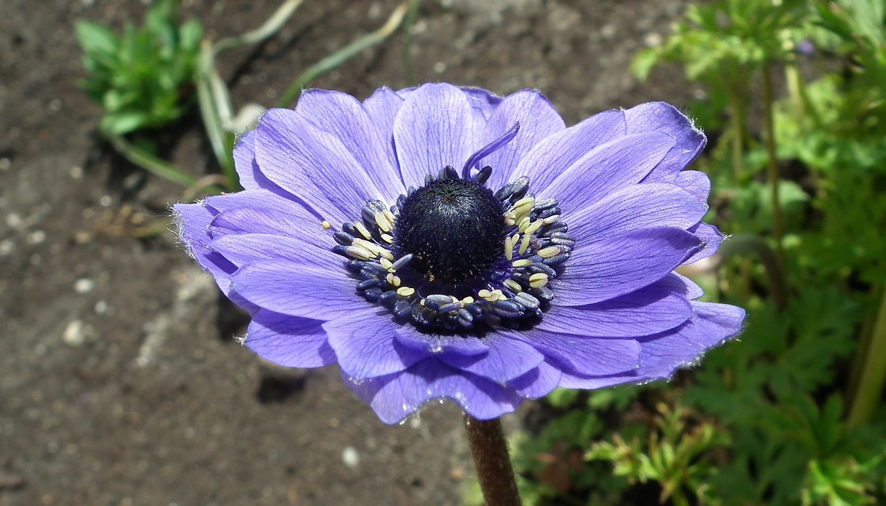 nature flower anemone free photo