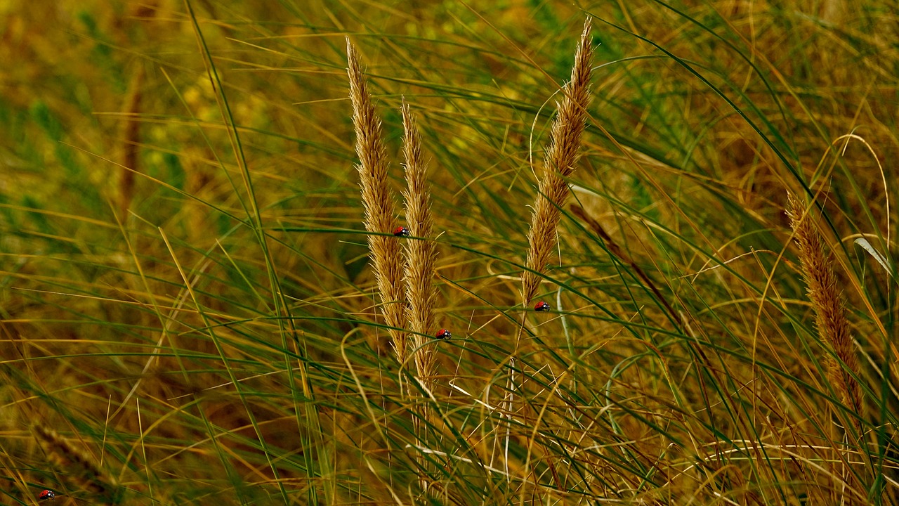 nature plant lawn free photo