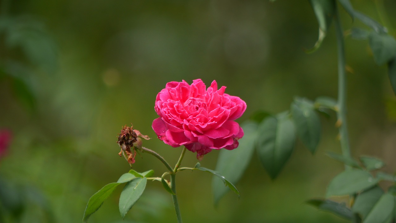 nature flora flower free photo