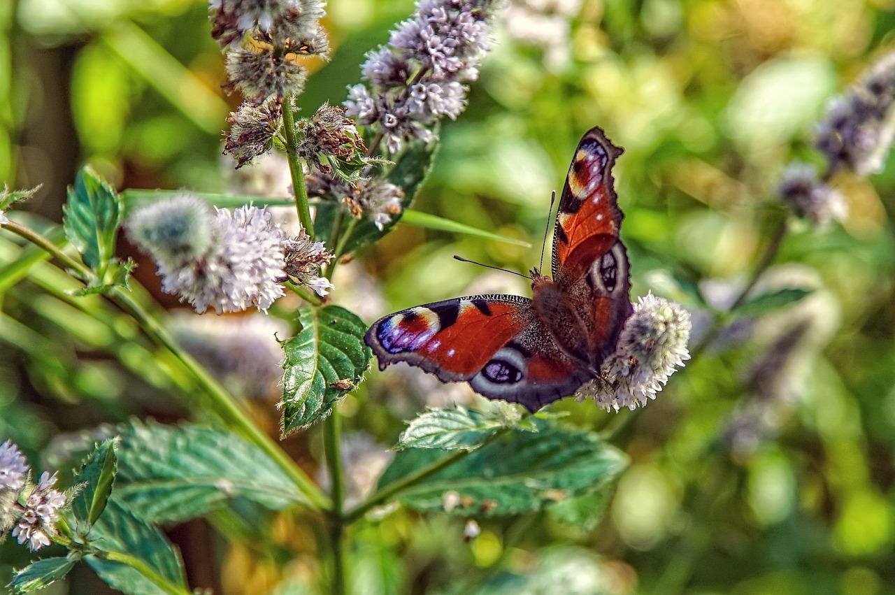 nature insect plant free photo