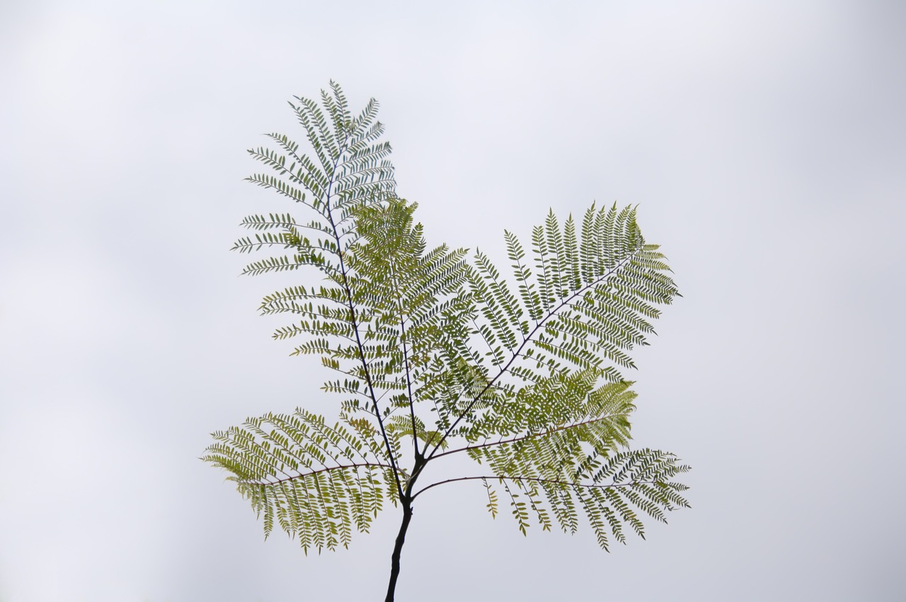 nature tree leaf free photo