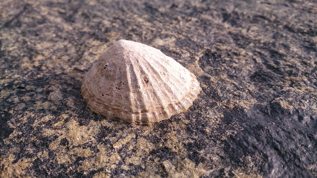 nature sand shell free photo