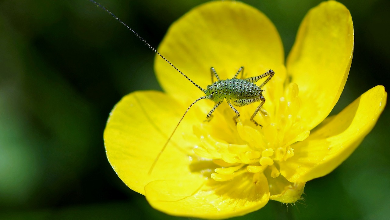 nature insect outdoor free photo