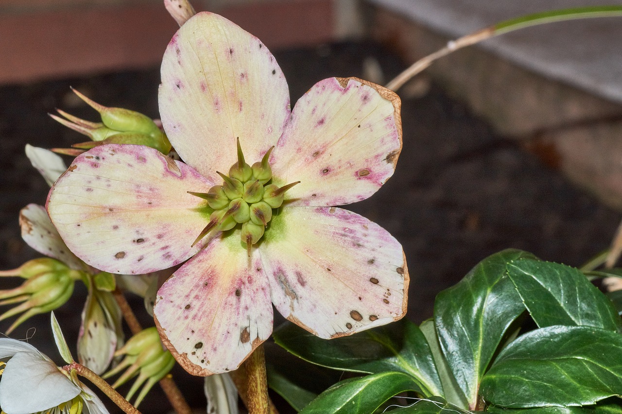 nature flower leaf free photo