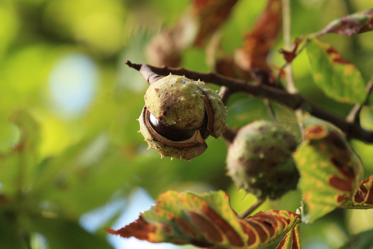 nature chestnut plant free photo