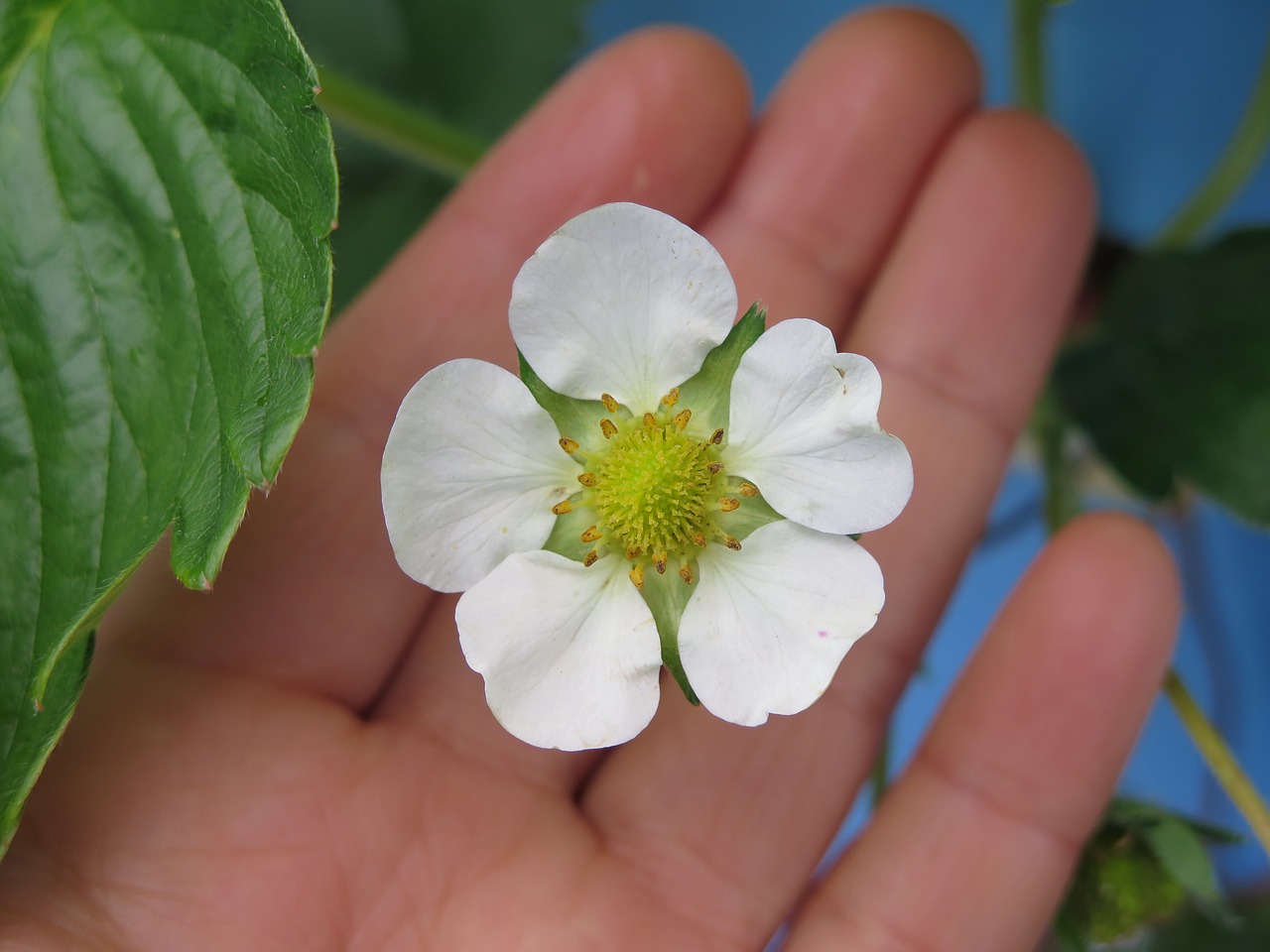 nature flower flora free photo