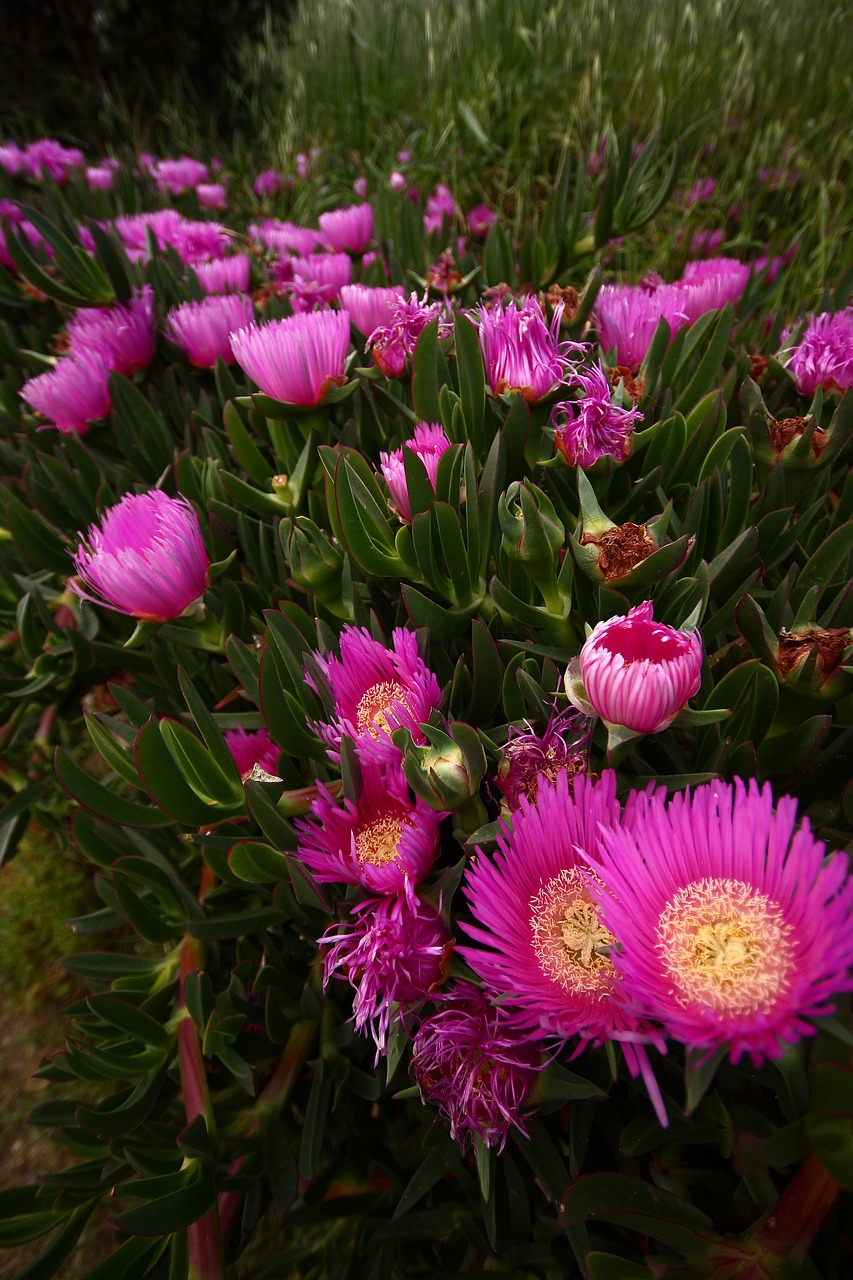 nature flower plant free photo