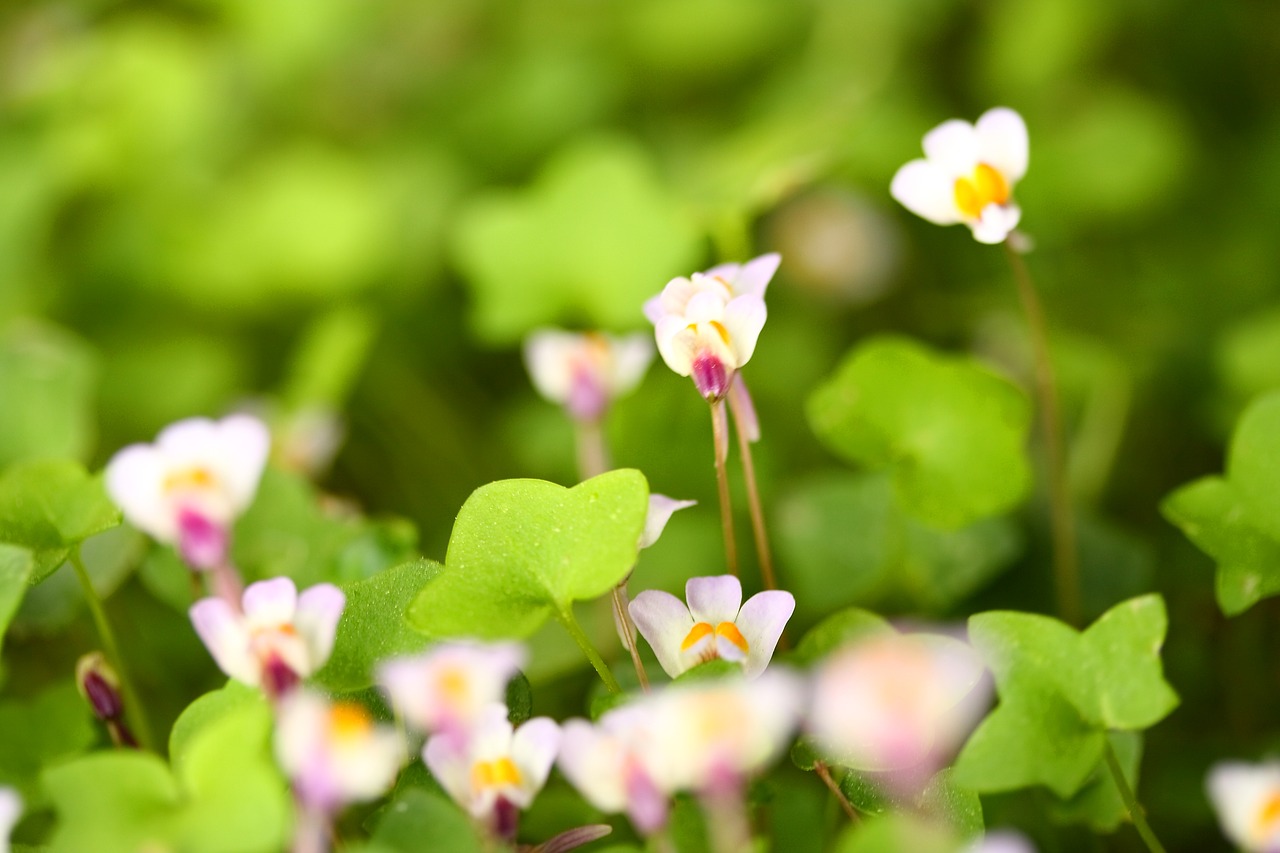 nature plant flower free photo