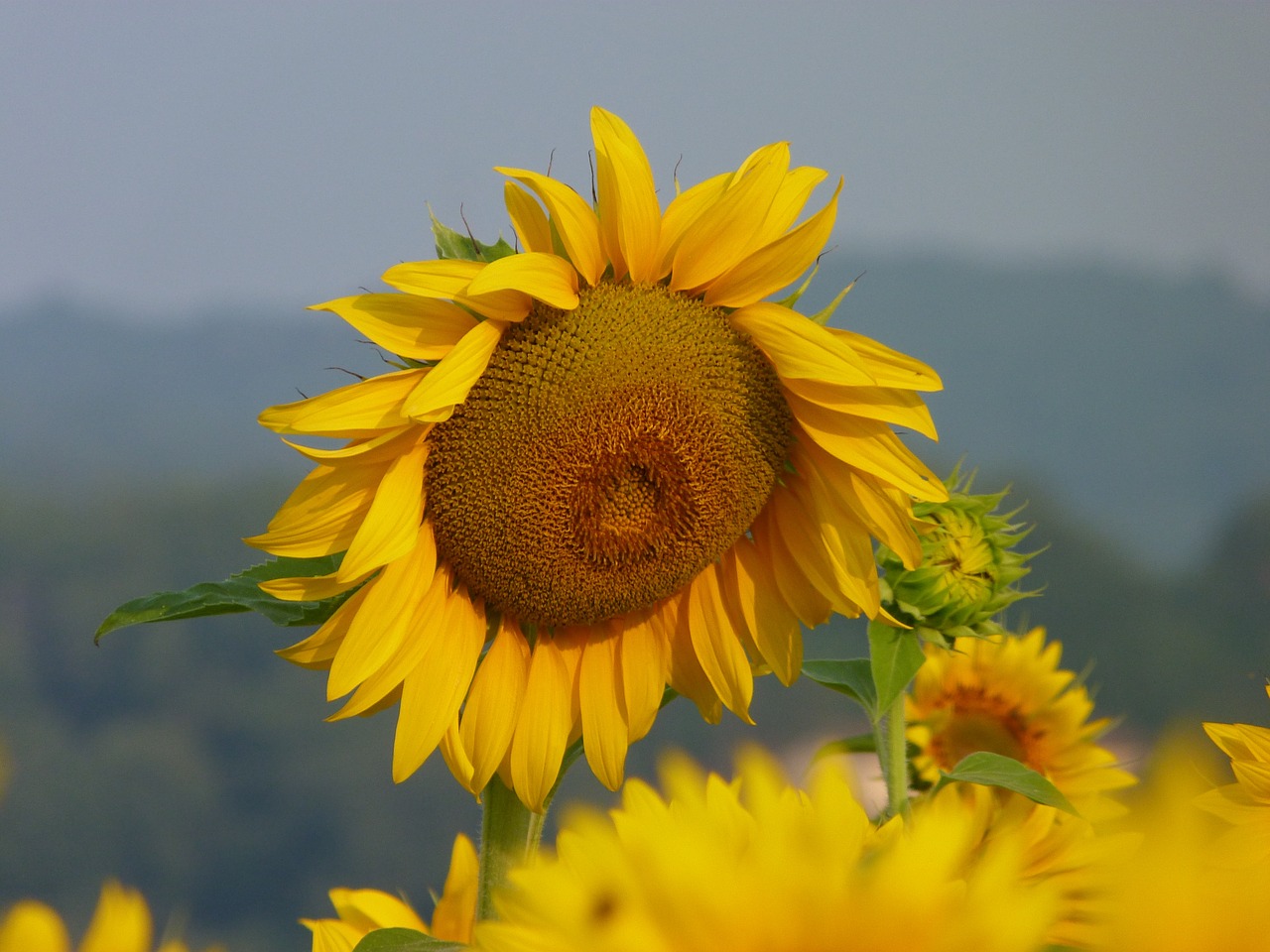 nature flower summer free photo