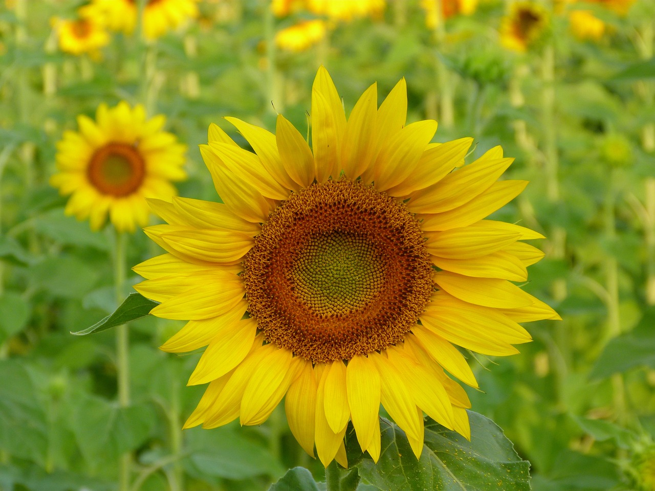 nature plant flower free photo