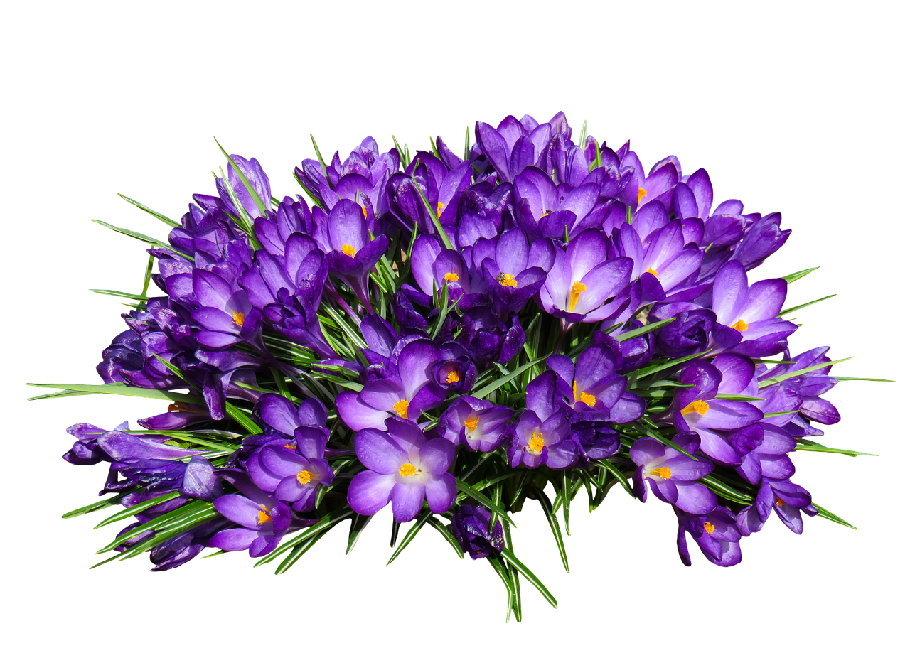 nature flower crocus free photo