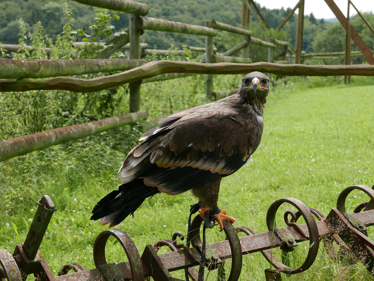 nature grass animal world free photo