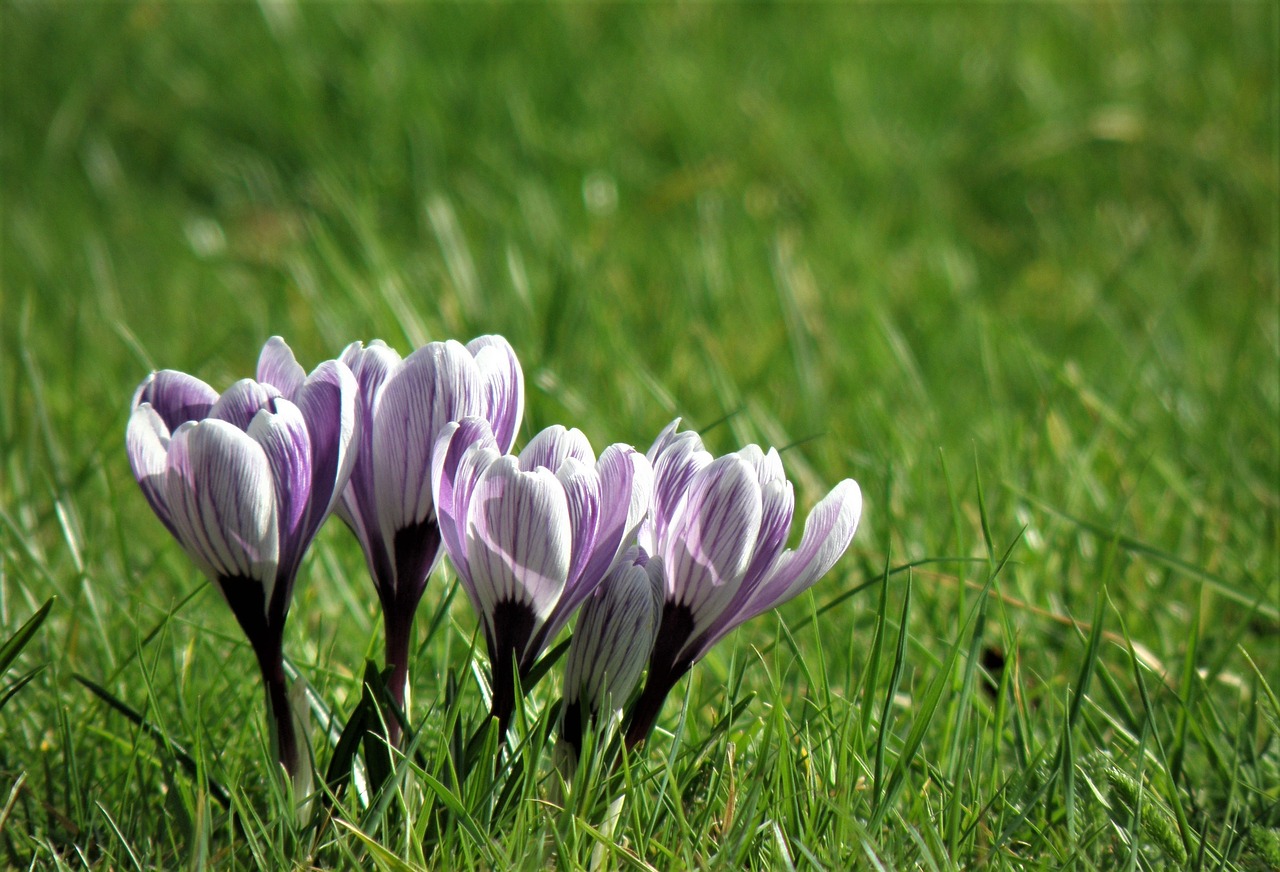 nature flower grass free photo