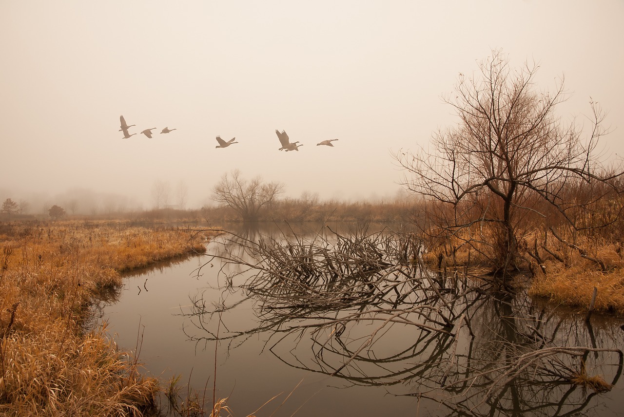 nature tree landscape free photo