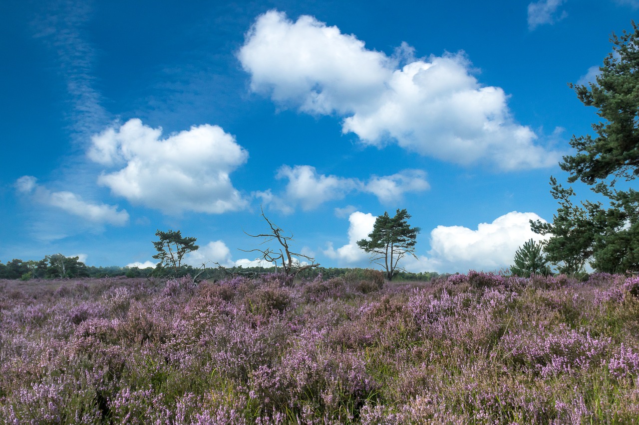 nature landscape the dome of the sky free photo