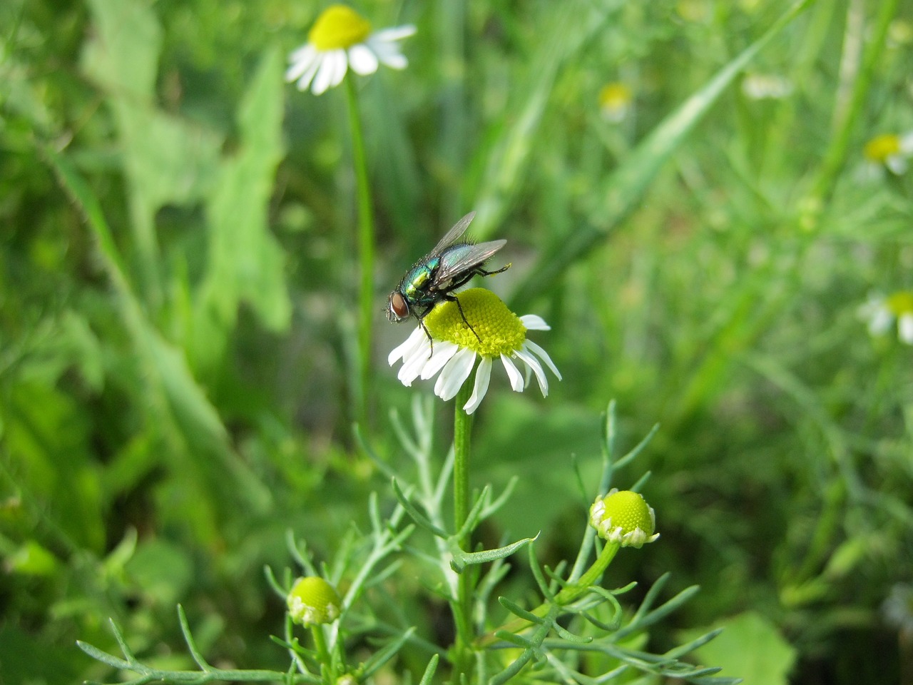 nature summer daisy free photo