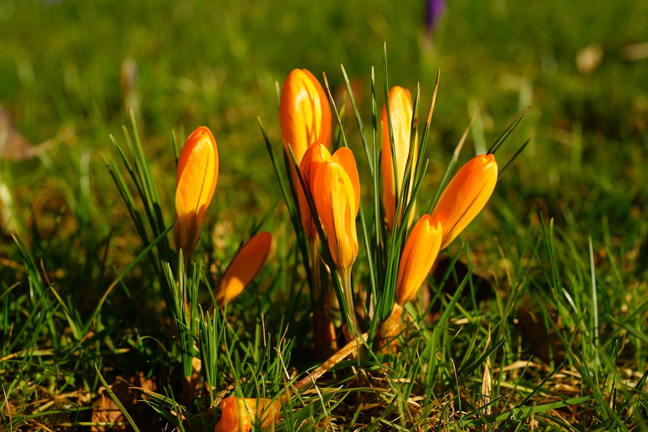 nature grass flower free photo