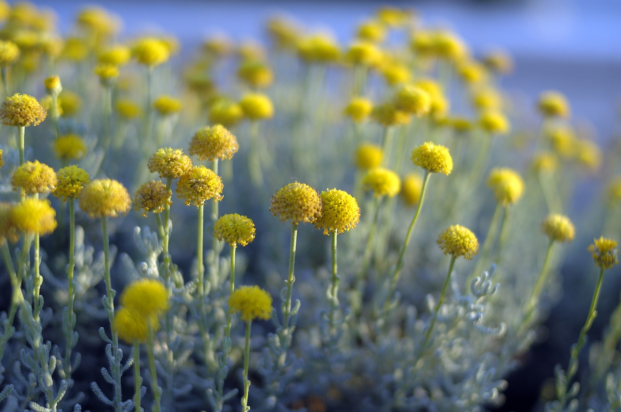 nature plant flower free photo