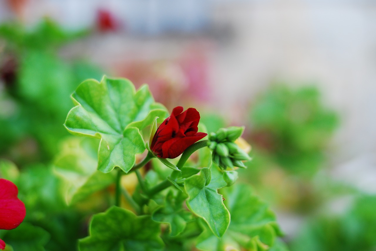 nature leaf plant free photo