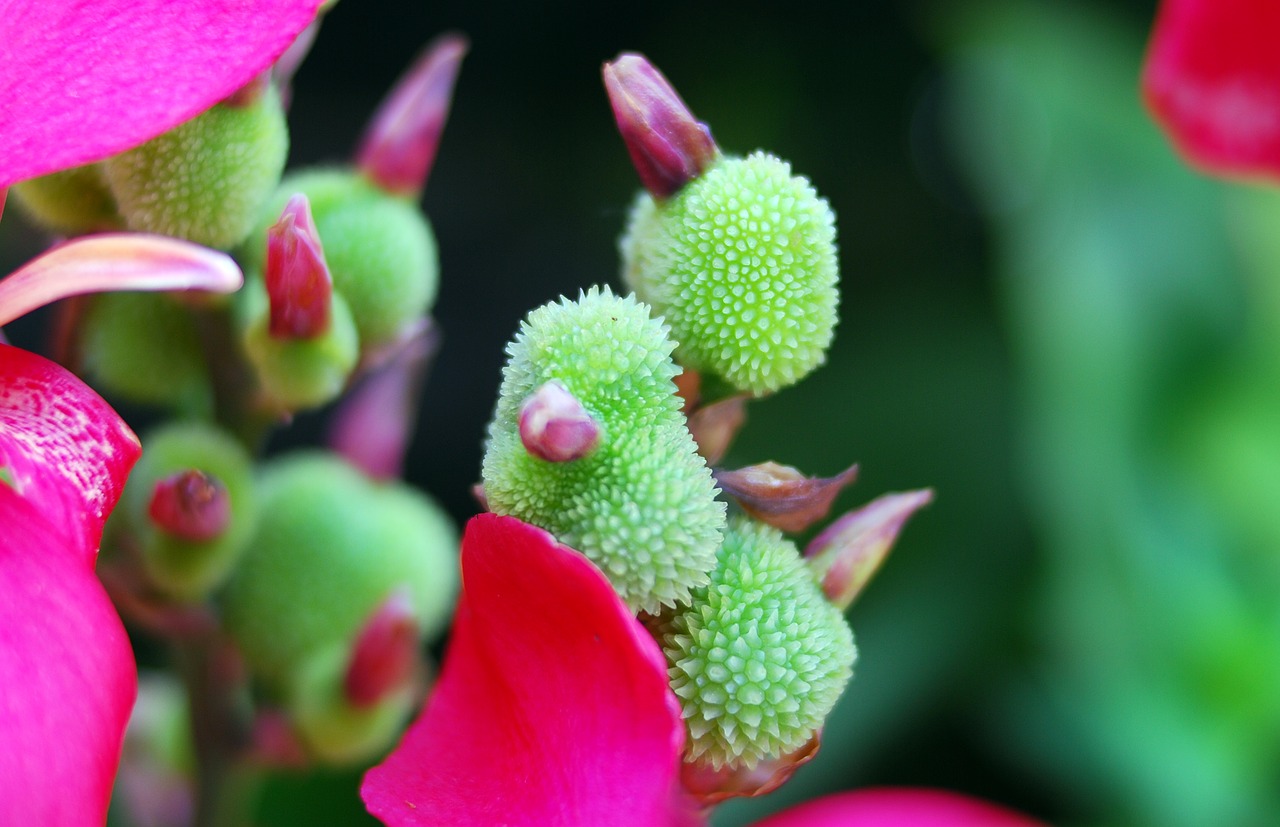 nature flower plant free photo