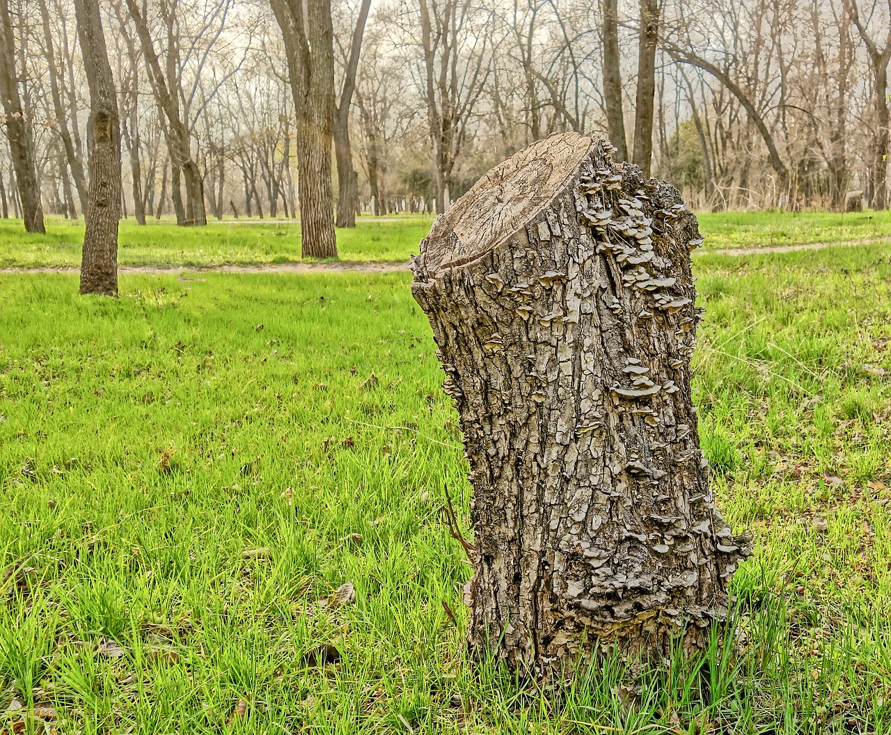 nature tree wood free photo