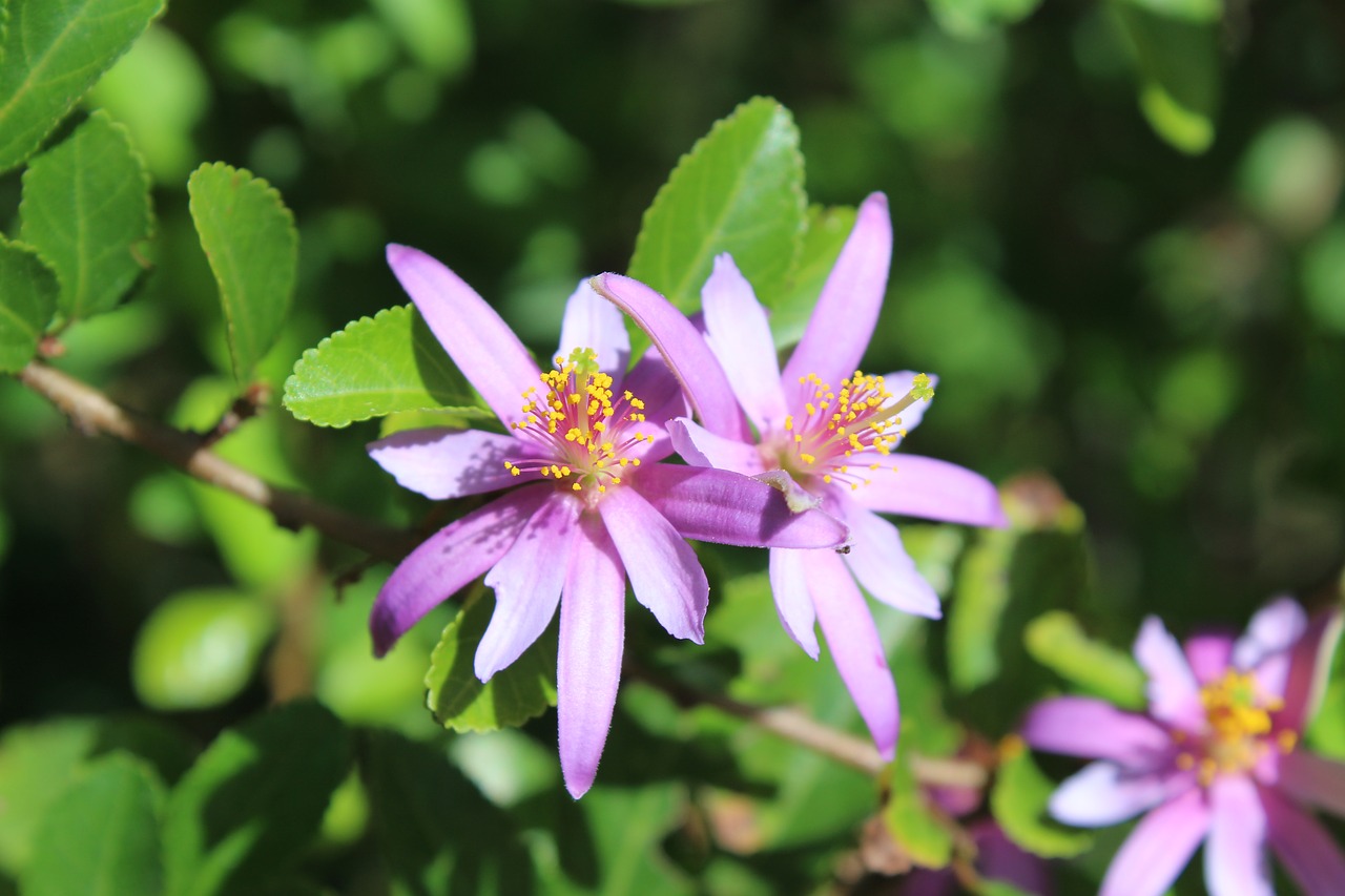 nature flora flower free photo