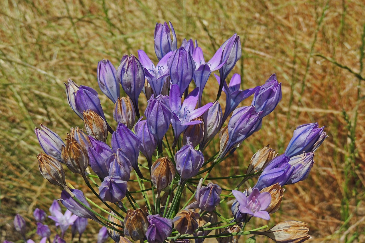 nature flora blooming free photo