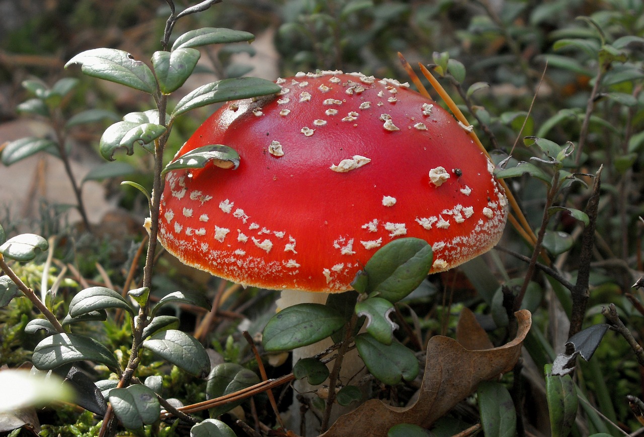 nature mushroom amanita free photo