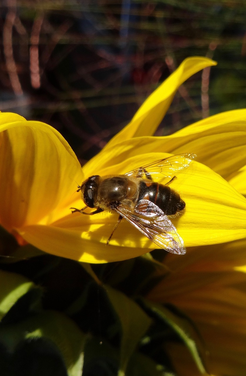 nature insect plant free photo