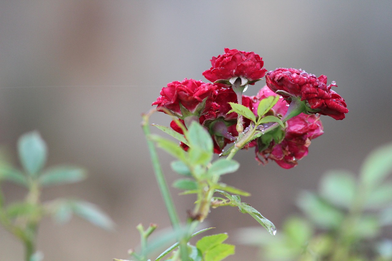 nature flora leaf free photo