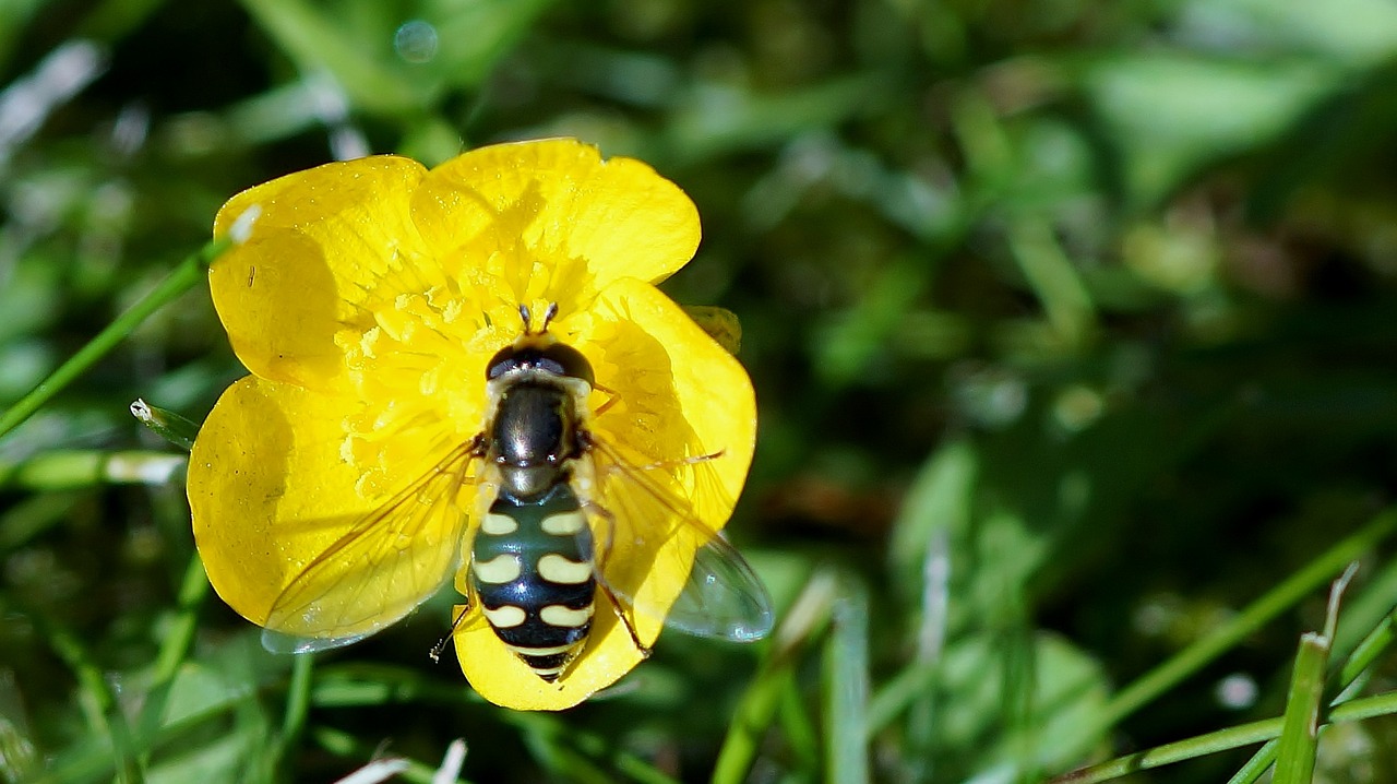 nature insect outdoor free photo