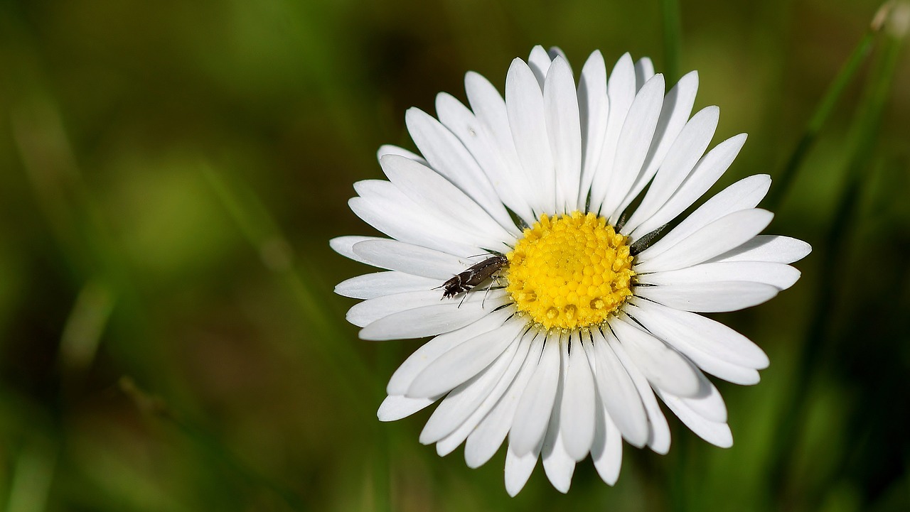 nature insect plant free photo