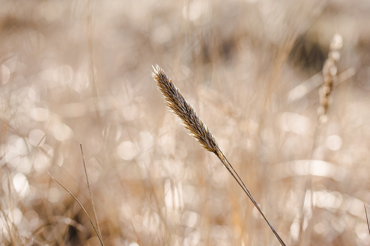 nature field grass free photo