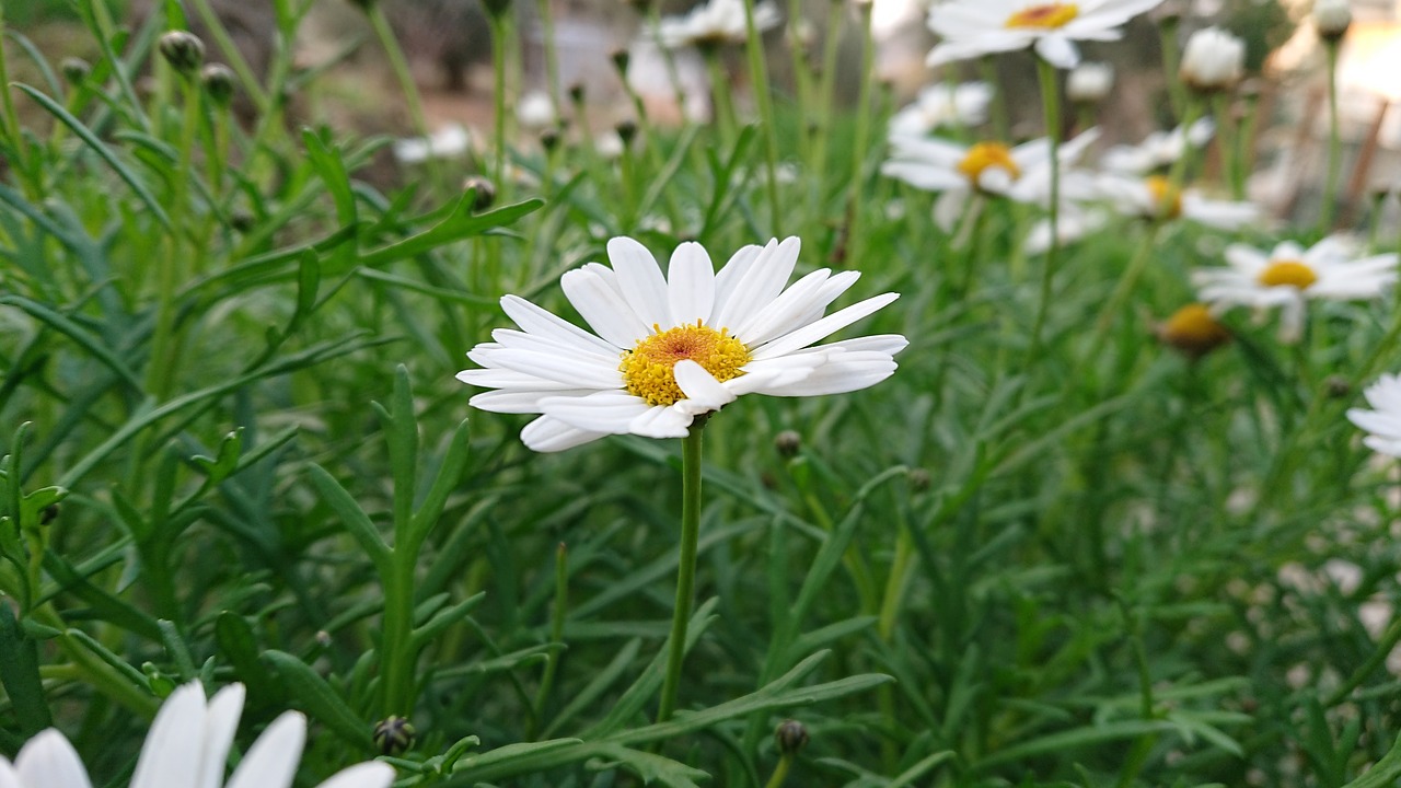 nature summer flower free photo